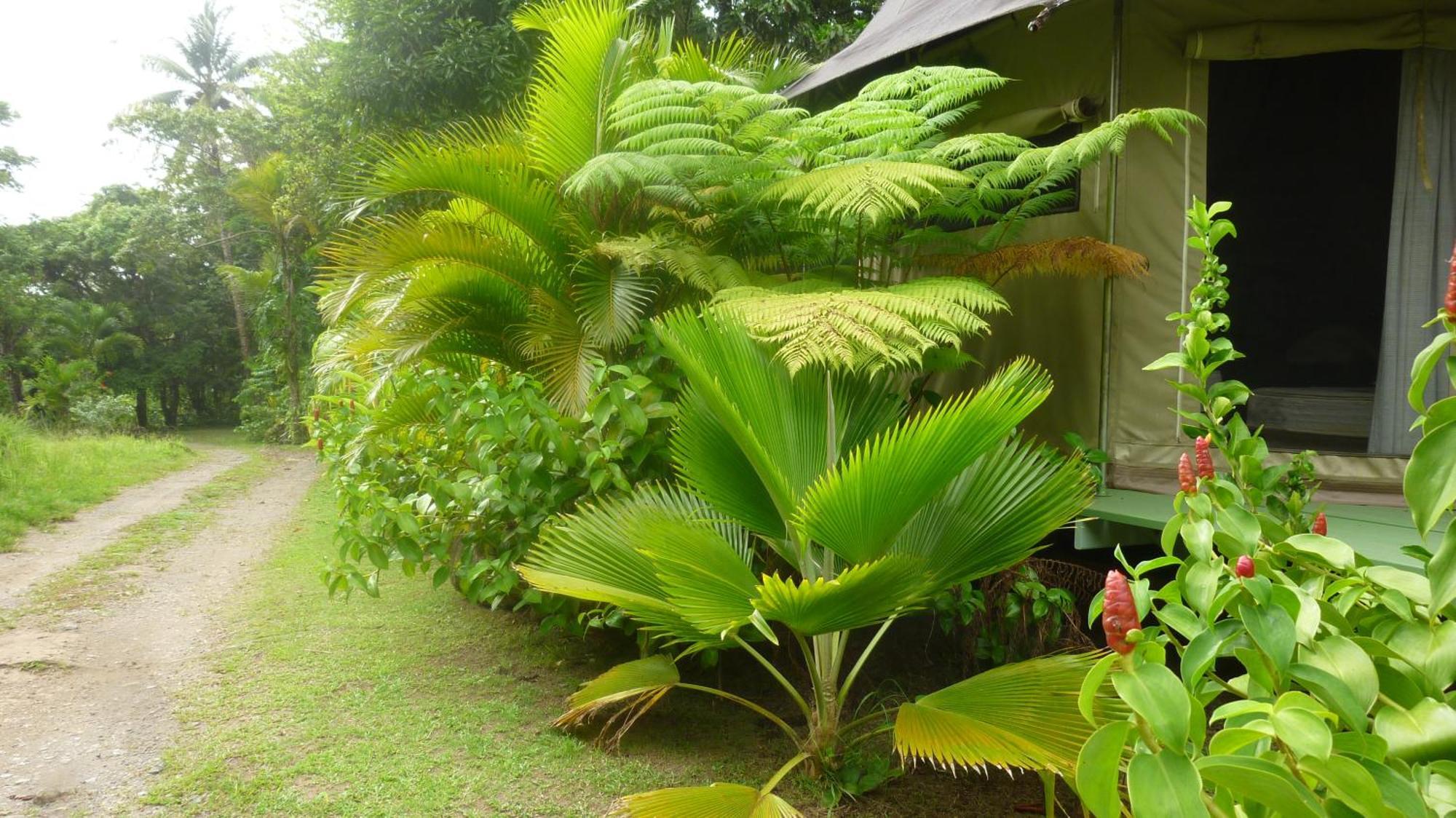 Citrus Creek Plantation La Plaine Quarto foto
