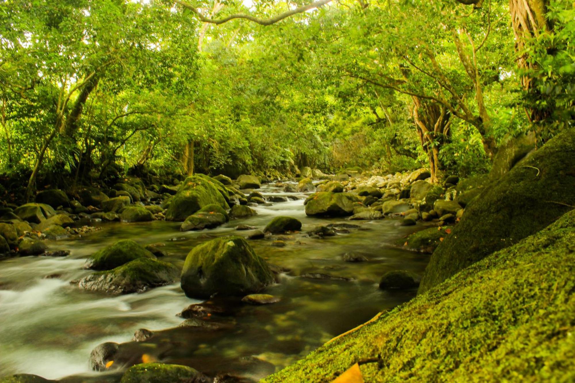 Citrus Creek Plantation La Plaine Quarto foto